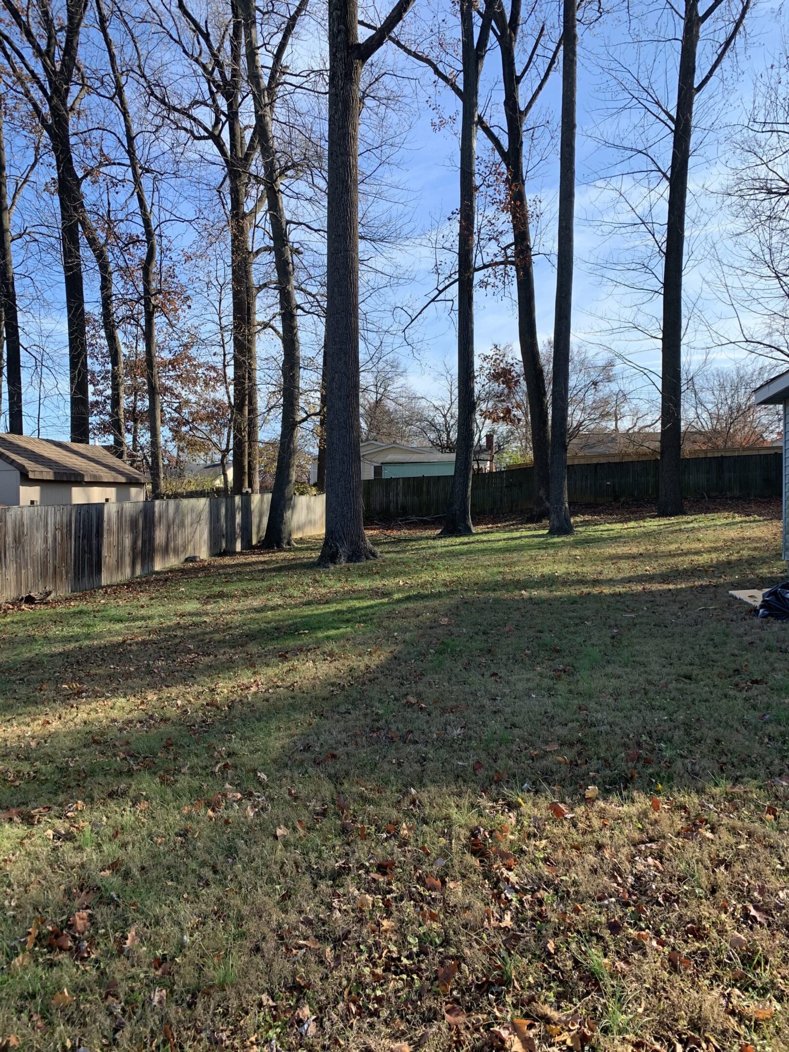 A quiet backyard with tall trees and a small shed under a clear sky.